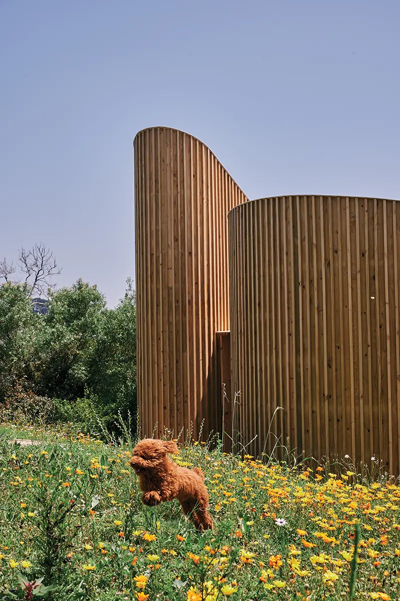 Curved timber volumes in a field of yellow flowers, with a dog